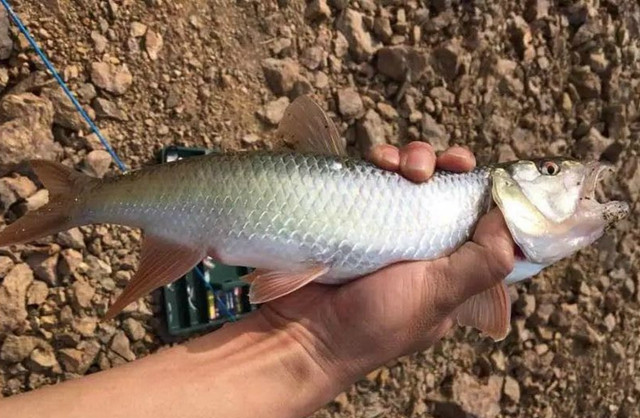 马口鱼能有多大,这5条马口已经说明一切