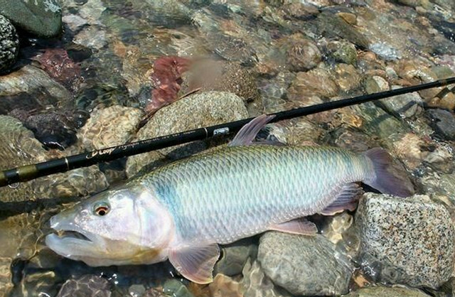 马口鱼能有多大,这5条马口已经说明一切