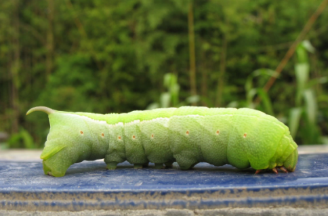 农村这种虫子,农民对它恨得牙痒,如今却有人靠它发家致富|大豆|豆虫
