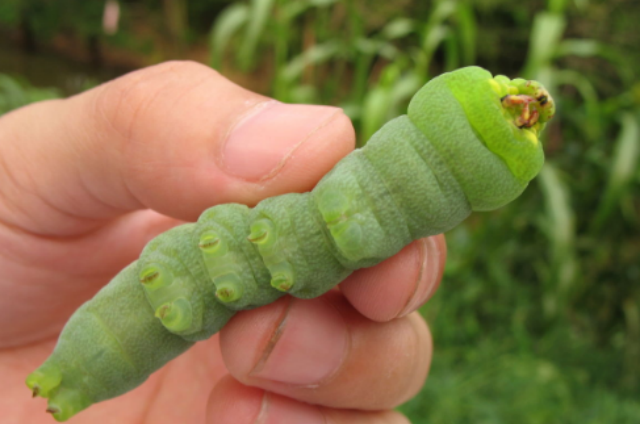 农村这种虫子,农民对它恨得牙痒,如今却有人靠它发家致富|大豆|豆虫
