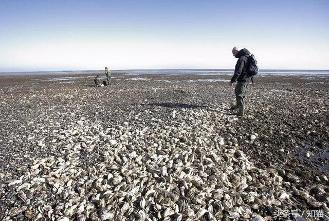 这些动物在国外泛滥成灾,在国内真的堪称美食啊!