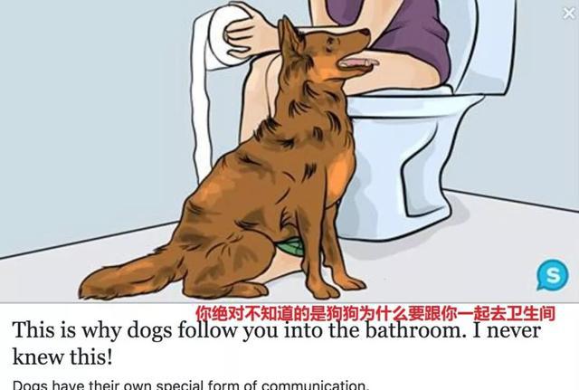 狗狗跟你去卫生间这背后的原因这个账号连汪星人都不放过手欠点开