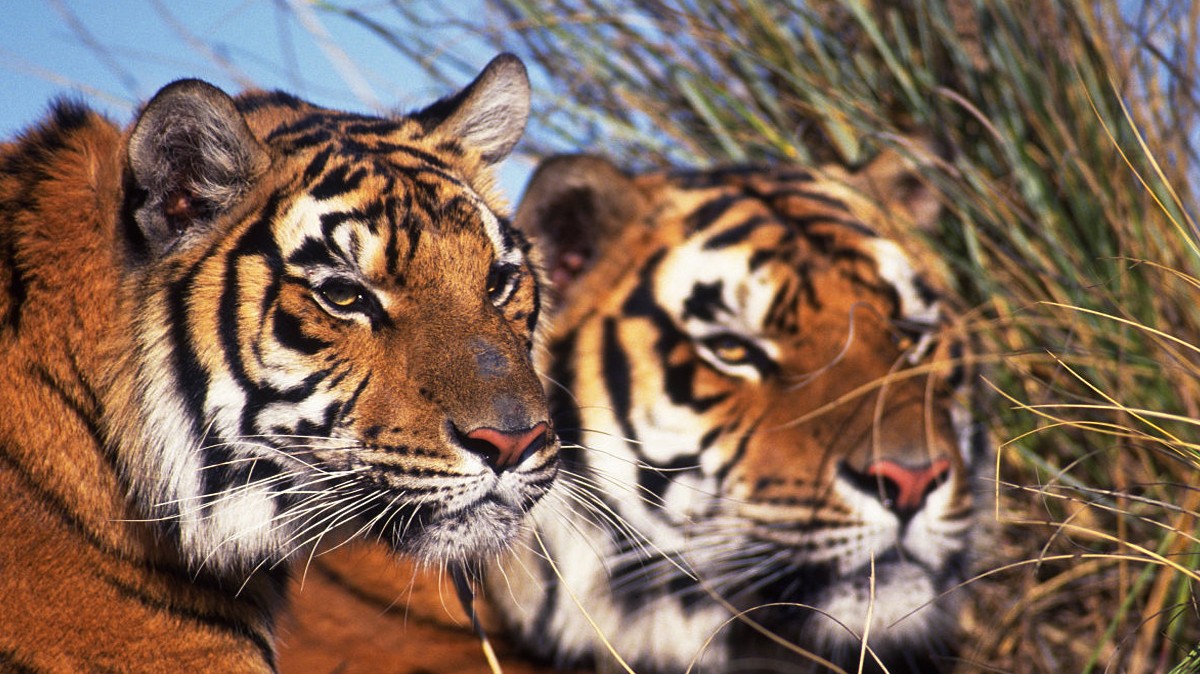 十大肉食动物实力排行榜东北虎排第三第一位难有敌手