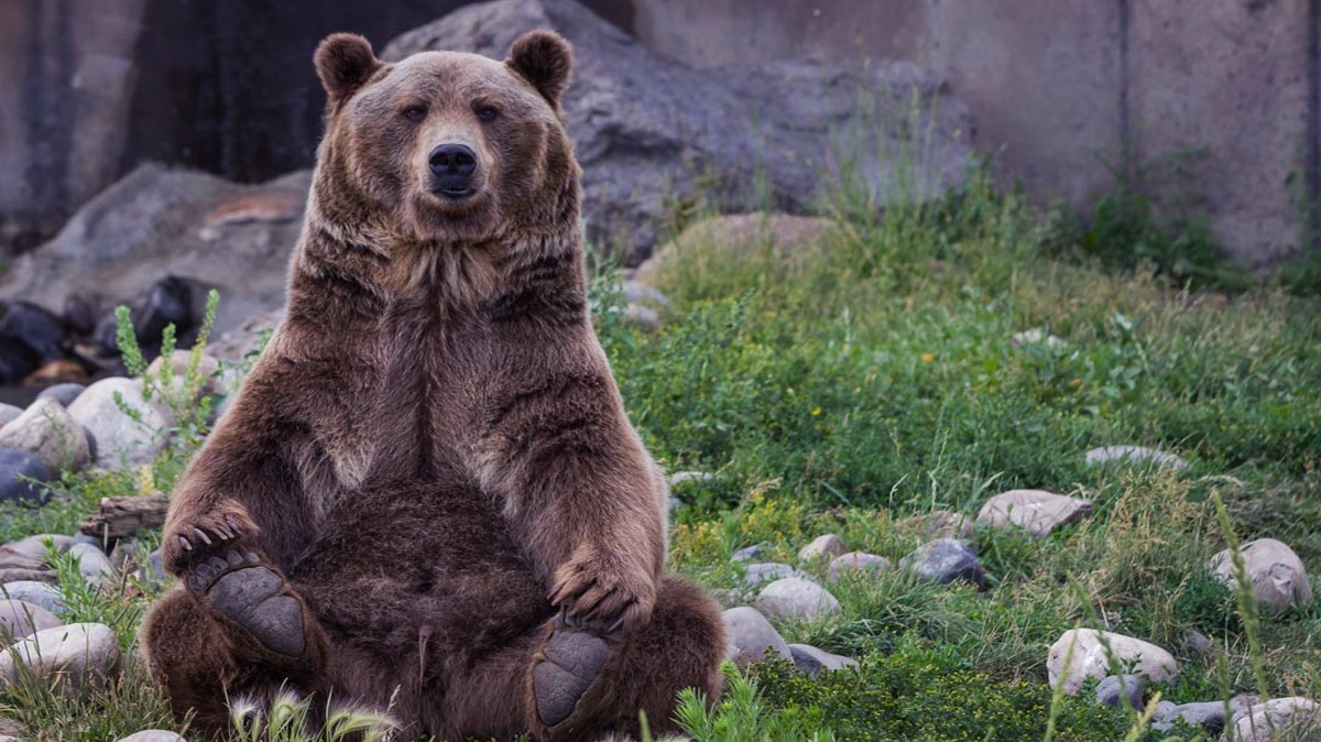 十大肉食动物实力排行榜东北虎排第三第一位难有敌手