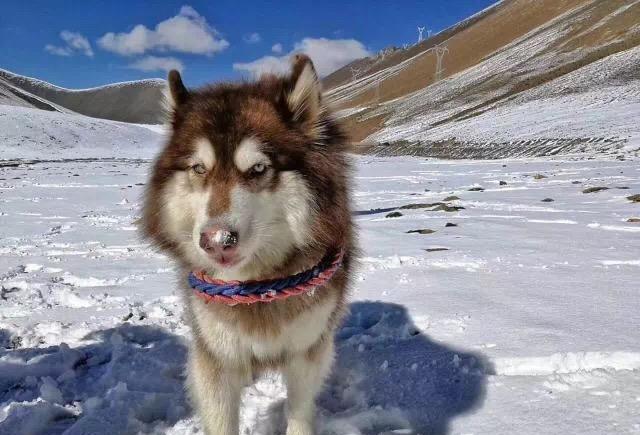 明星狗马达加斯加最新活动赚取大波笑声眼泪