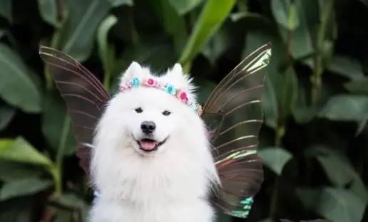 这只长着"翅膀"的萨摩耶,是我见过最美的微笑天使!