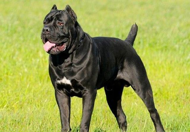 不仅有颜值而且还护主的四种大型犬种你最中意什么犬种呢