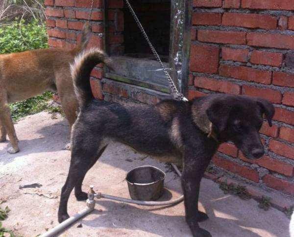 养土狗真的不丢人没有丢人的狗只有丢人的主人