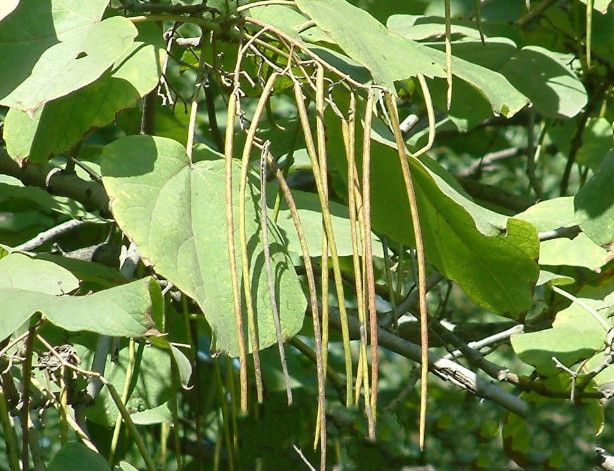 梓树还具有很好的药用价值.中药名:梓白皮,梓叶,梓实,梓木.