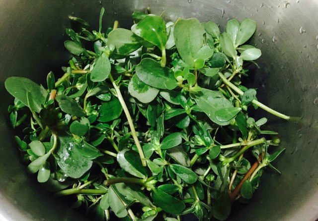 农村这种杂草,以前是人吃玉米猪吃它,现在是猪吃玉米人吃它