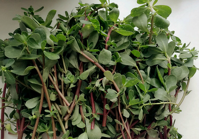 农村这种杂草,以前是人吃玉米猪吃它,现在是猪吃玉米人吃它