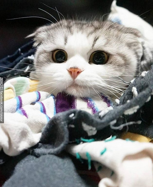 超萌的包子脸小猫咪,人家真的还是个宝宝!