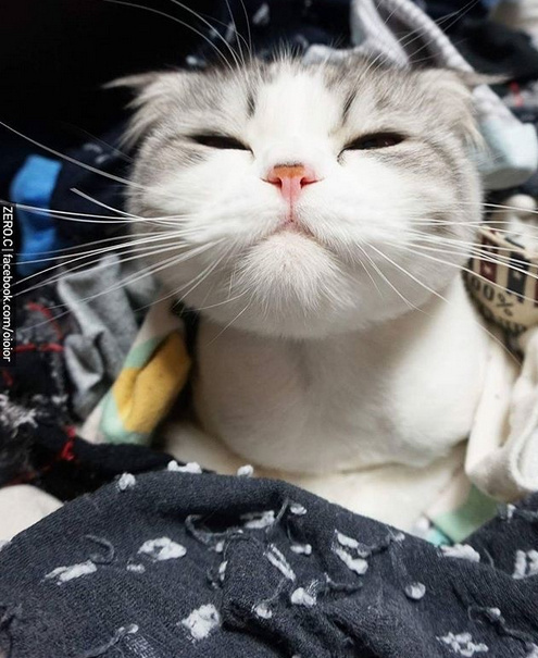 超萌的包子脸小猫咪,人家真的还是个宝宝!