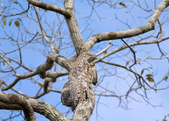 雪豹雷鸟猫头鹰羚羊松鼠豹铜斑蛇章鱼飞蛾飞蛾蜘蛛飞蛾比目鱼红蝙蝠