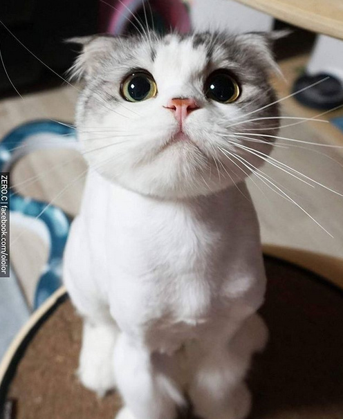 超萌的包子脸小猫咪,人家真的还是个宝宝!