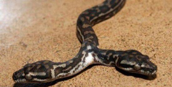 图看全球各地罕见的变异双头蛇, 上天忘了多给它们一个身体