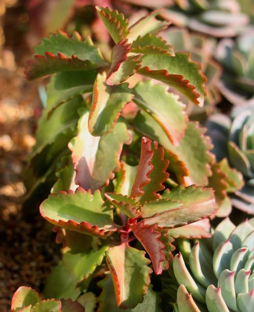 朱莲置于阳台办公桌,窗台,茶几,卧室,庭院,净化空气美观趣味