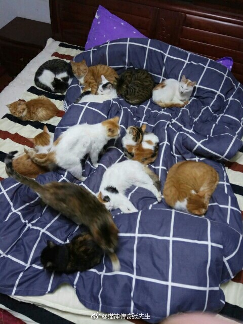 猫咪爱靠着人睡觉,那是它比较依赖你,把你当主