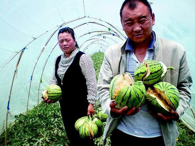 西瓜裂果原的因及预防措施!