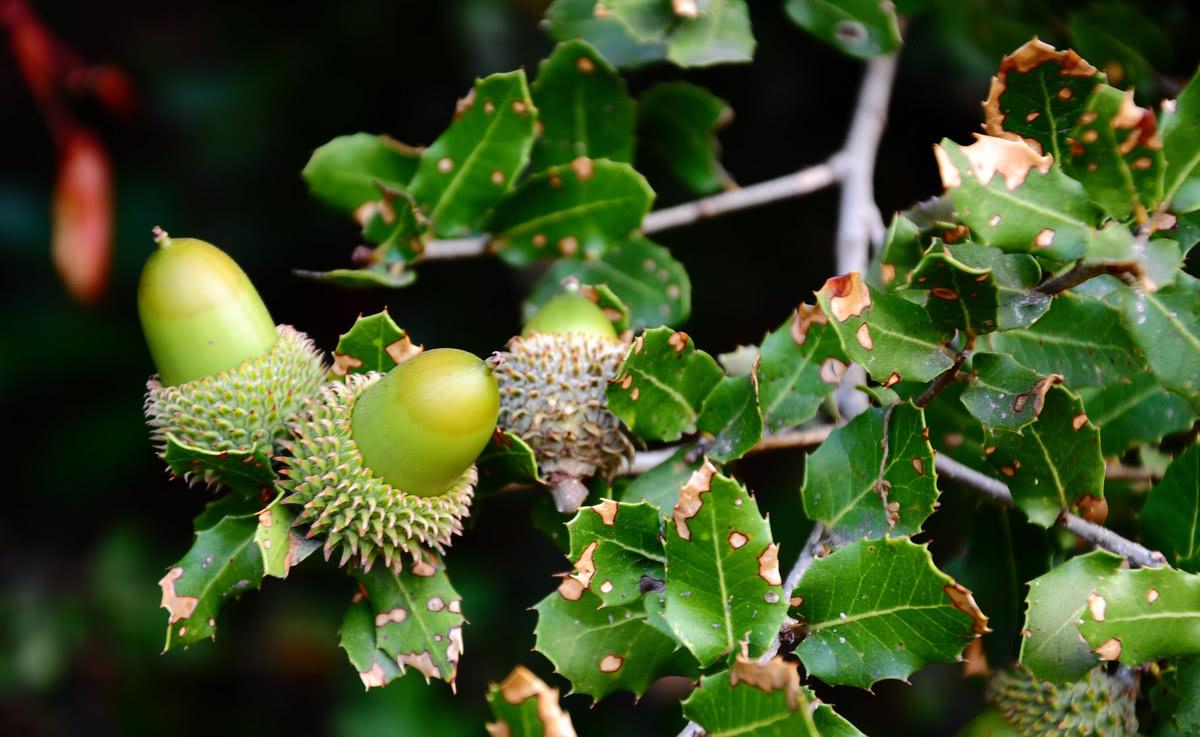 山里这种野果就快熟了,过去当陀螺玩,却不知用它酿酒是极品|橡果|野果