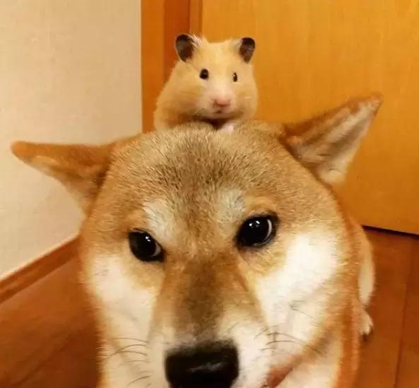 铲屎官史上最大赢家除了有狗有猫还有仓鼠