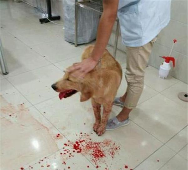 网友回家看到金毛满嘴是血,带它去医院后主人深深自责