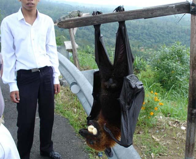 人类对于动物界的几大误解之蝙蝠并非"瞎子"