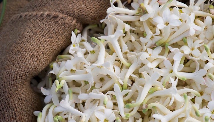 手开弓地采摘着茉莉法国南部的尼斯机场是距离格拉斯最近的航空中心