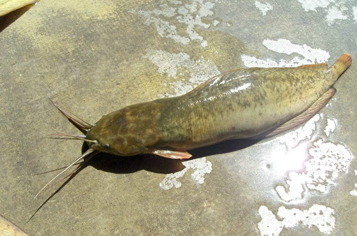 一个比一个美味,最后一个现在很"罕见"】七星鱼:也叫斑星鱼,和黑鱼同