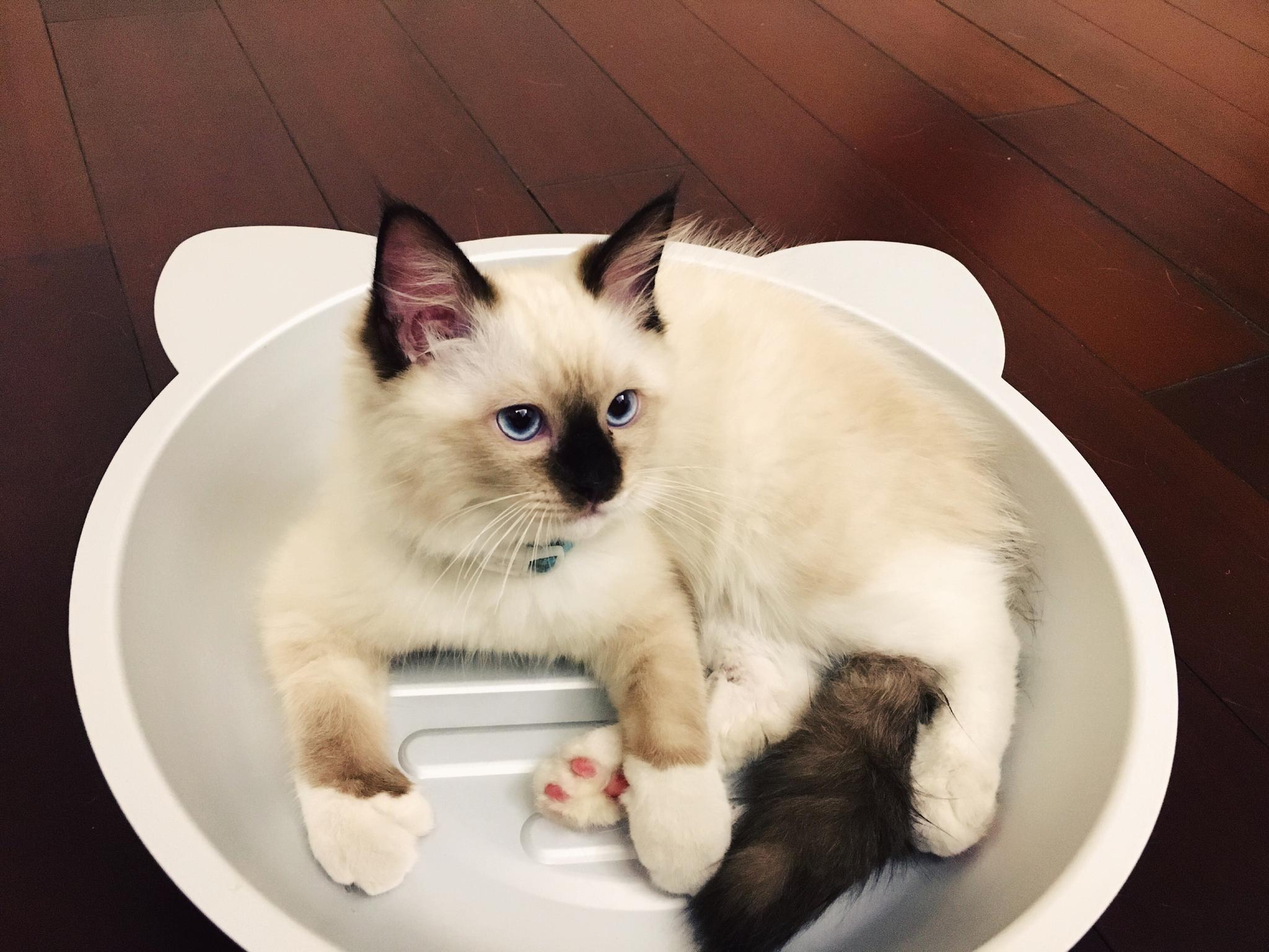 seo犀欢喜猫 新浪网