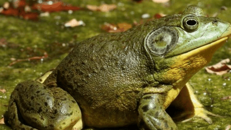 中国5种常见的入侵生物仅有一种中国人不敢吃
