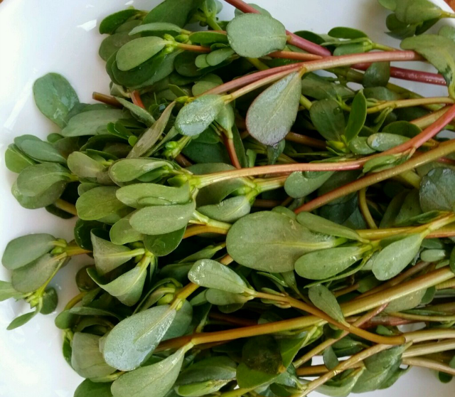 农村这种杂草,以前是人吃玉米猪吃它,现在是猪吃玉米人吃它