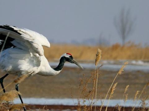 组图,动物世界最可爱的睡觉姿势,你看困吗_新浪看点