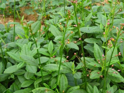 农民称这种草为神草,外的敷能治骨骼肿痛,内服包治百病!