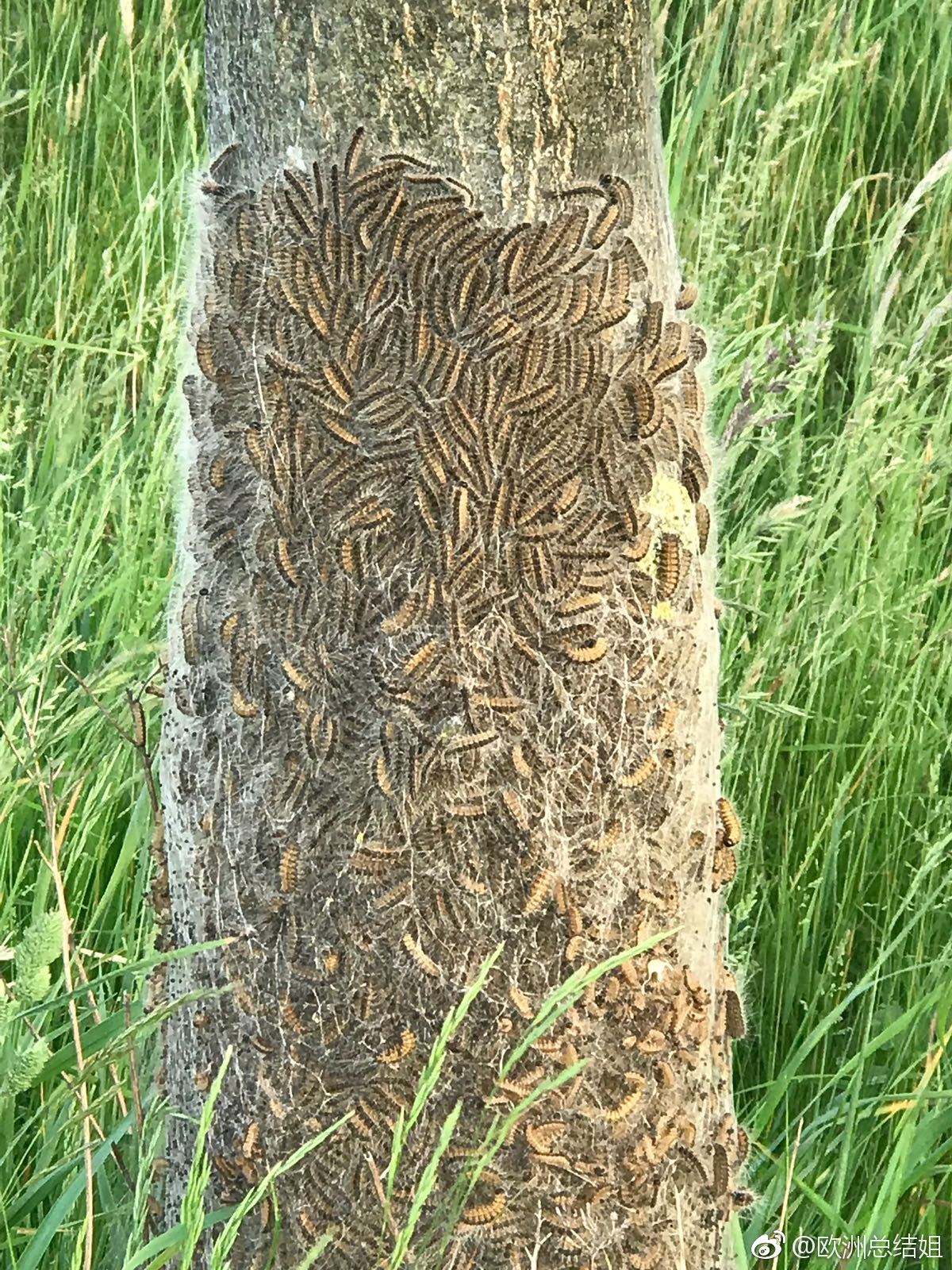 毛虫91,大家要特别小心不要靠近,尤其有孩子的,有密集恐惧症的慎点