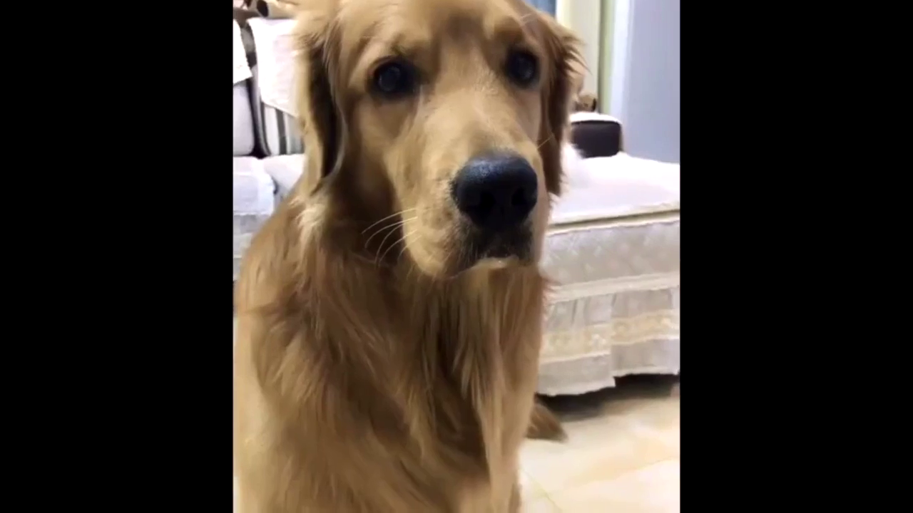 妈妈告诉轮胎,外面有个人骂我,金毛轮胎立马冲着外头吼起来了