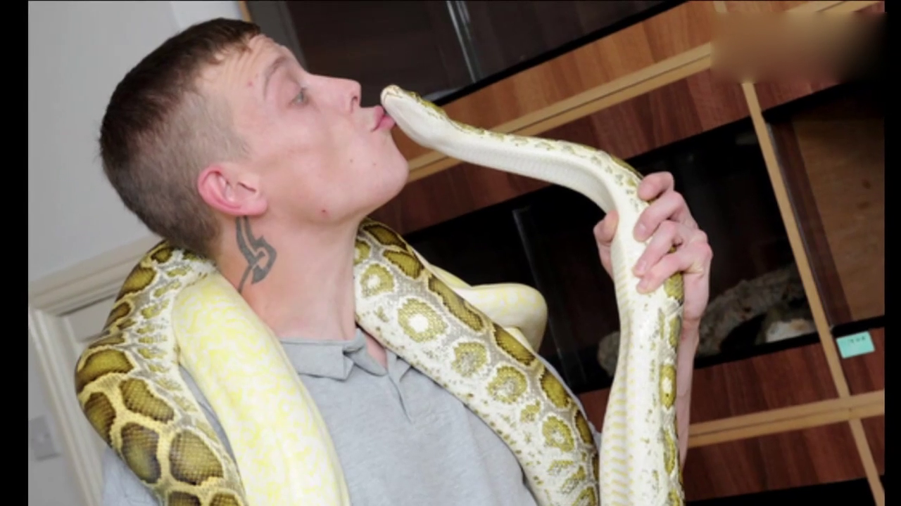 夫妻养数十条蛇一起生活：不能没有这些爬行动物