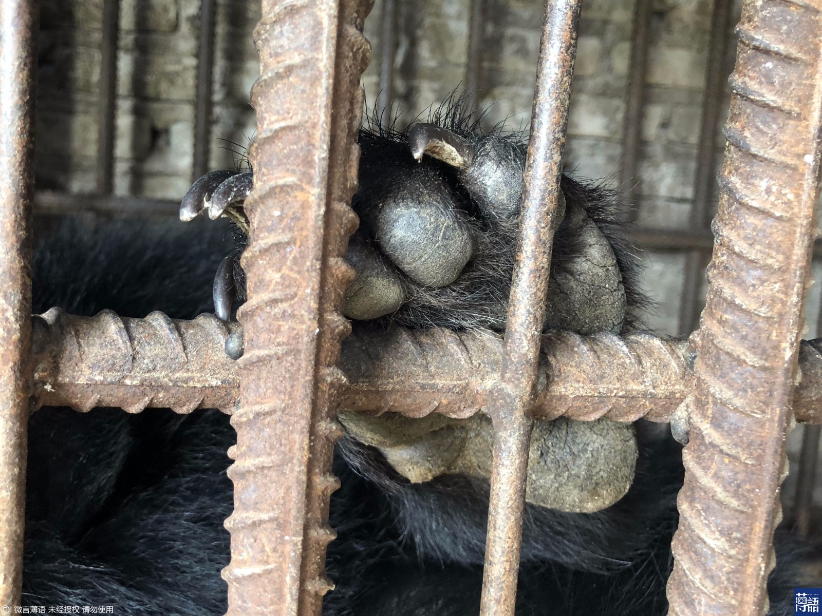 19熊掌肉拿去做菜吃掉,熊掌的指甲也拿来卖.