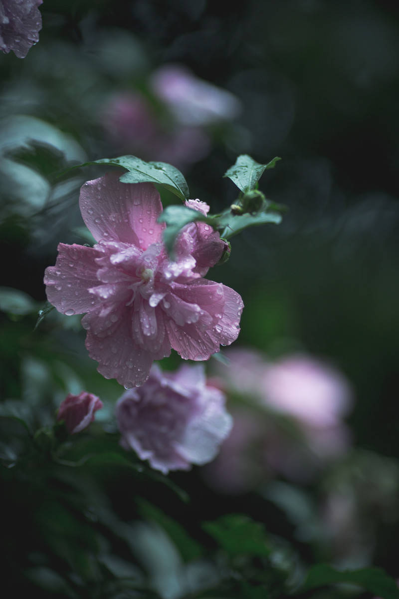 一场秋雨天渐凉花自飘零水自流山中无处写闲愁