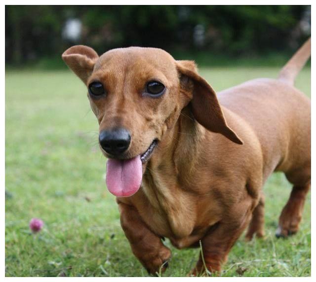 盘点最长寿的狗狗,你们最想养哪只?