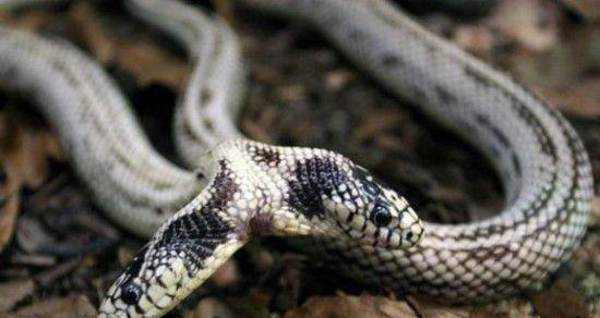 图看全球各地罕见的变异双头蛇, 上天忘了多给它们一个身体