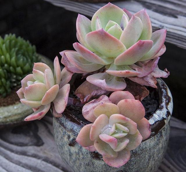 白凤多肉植物日照时间长的环境下易从叶缘或底部叶片渐变成粉红色