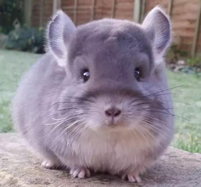 谁说胖了就不可爱!我就是活生生的例子!|丸子|龙猫|宠物_新浪新闻