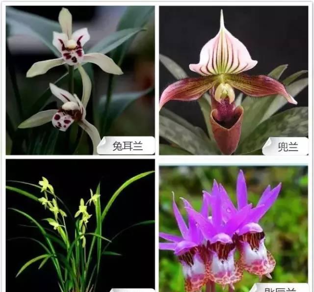 68种兰花看几遍都记不住最贵的这盆咋也忘不掉