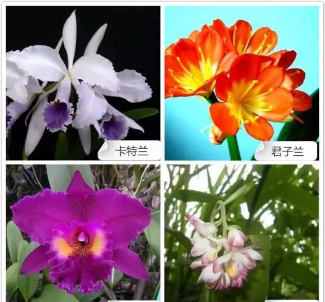 68种兰花看几遍都记不住最贵的这盆咋也忘不掉