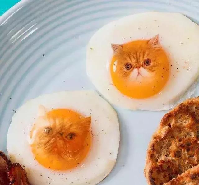 是什么样子?当萌萌的猫咪变成可口的食物