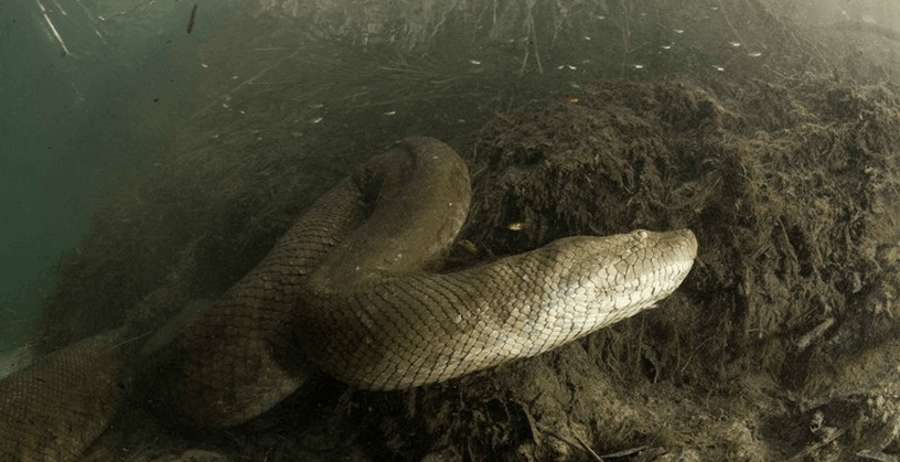 国外小伙零距离拍摄8米长森蚺