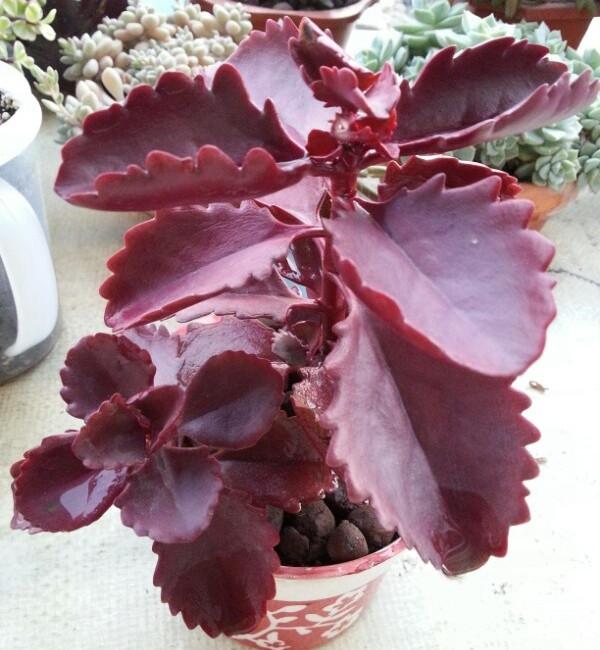 朱莲置于阳台办公桌窗台茶几卧室庭院净化空气美观趣味