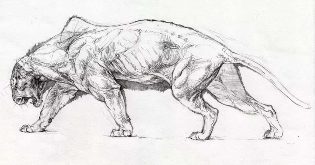 素材一些老虎的画法