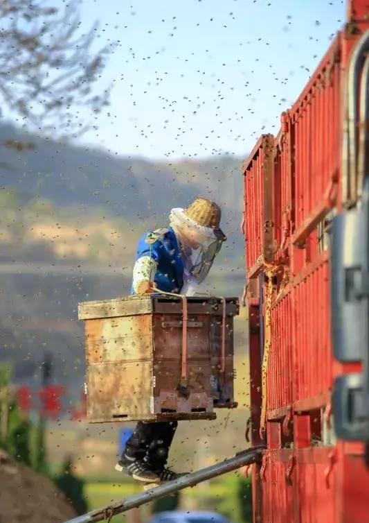 帐篷|养蜂人|宁县_新浪新闻